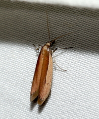 Tampa dimediatella