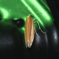 Tampa dimediatella