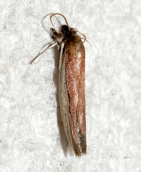Tampa dimediatella