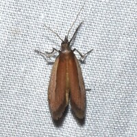 Tampa dimediatella