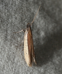 Tampa dimediatella