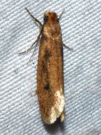 Tinea carnariella