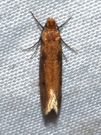Tinea carnariella
