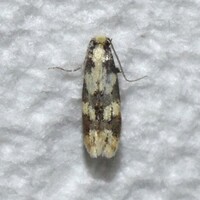 Tineidae new species No. 2