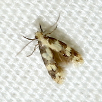 Tineidae new species No. 2