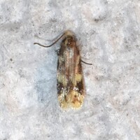 Tineidae new species No. 2