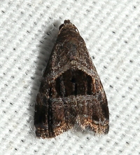 Tripudia rectangula