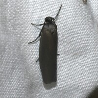 Urodus parvula