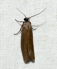 Urodus parvula