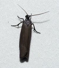 Urodus parvula