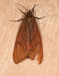 Virbia opella