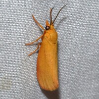 Virbia unidentified species
