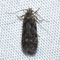 Xenolechia ontariensis