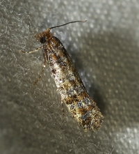 Xylesthia n. sp.