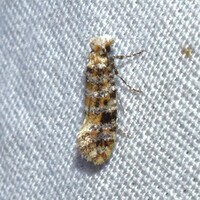 Xylesthia n. sp.