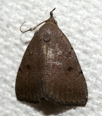 Zanclognatha martha