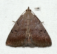 Zanclognatha martha