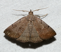 Zanclognatha martha