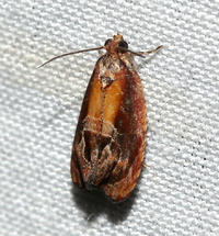 Zomaria rosaochreana