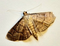 Herpetogramma theseusalis
