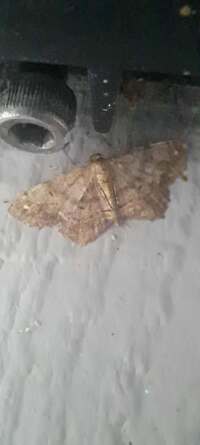 Hypagyrtis unipunctata