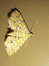 Elophila icciusalis