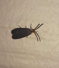 Acoloithus falsarius