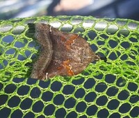 Clydonopteron sacculana