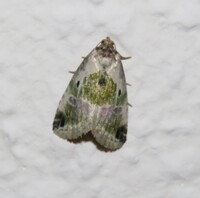 Maliattha synochitis