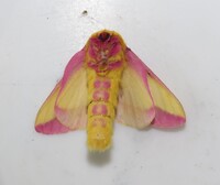 Dryocampa rubicunda