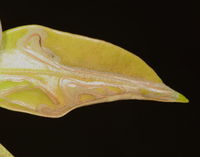 Phyllocnistis New Species one