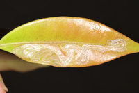 Phyllocnistis New Species one