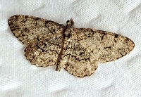Protoboarmia porcelaria