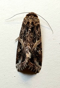 Spodoptera ornithogalli