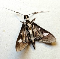 Desmia funeralis
