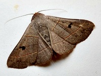 Panopoda rufimargo