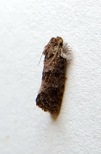 Acrolophus panamae