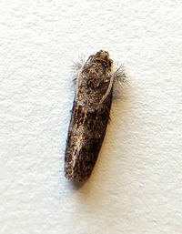 Acrolophus panamae