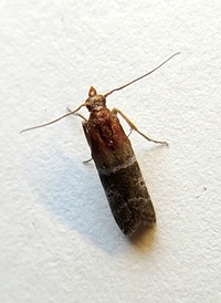 Moodna pallidostrinella