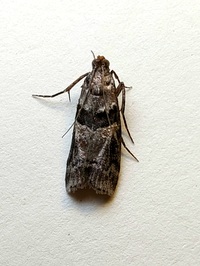 Dioryctria clarioralis