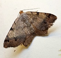 Macaria bicolorata