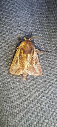 Acharia stimulea