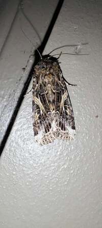 Spodoptera ornithogalli