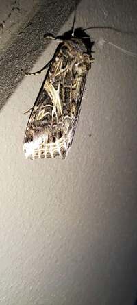Spodoptera ornithogalli