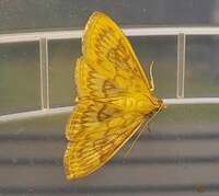 Crocidophora serratissimalis