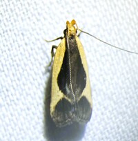 Dichomeris flavocostella