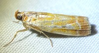 Dioryctria disclusa