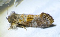 Acrolophus panamae
