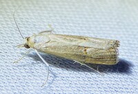 Parapediasia teterrellus