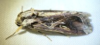 Spodoptera dolichos